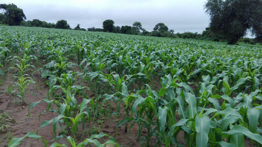 A maize field in Pemba district, Southern Zambia